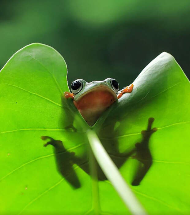 frog-photography-tantoyensen-21-5836fb8ff0438__880