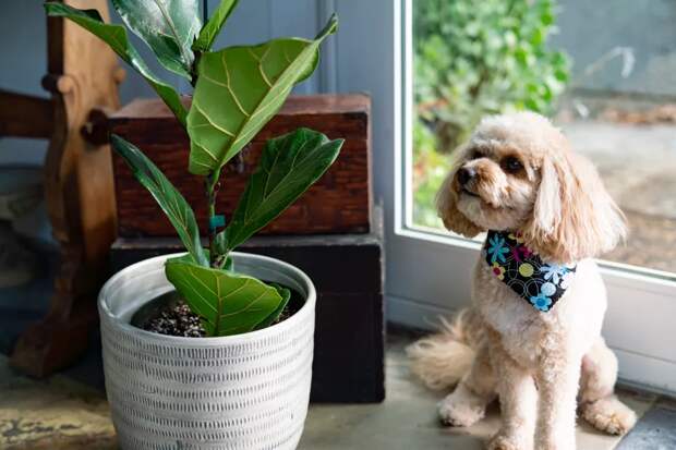 9 популярных комнатных растений токсичных для собак