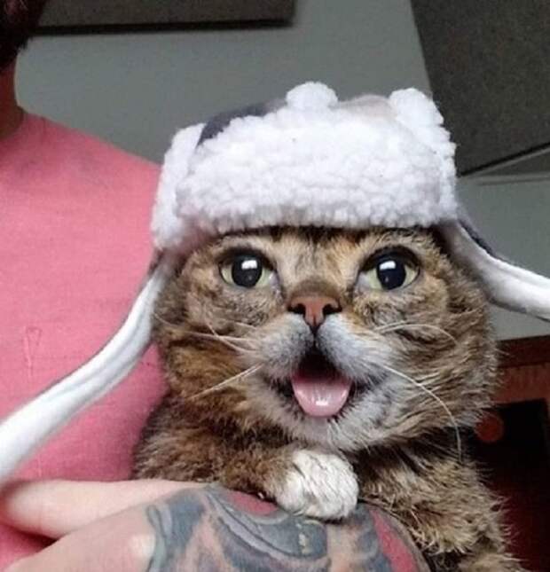 Котейка в шапке-ушанке