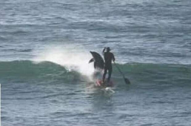 Во Флориде дельфин столкнул мужчину с сапа