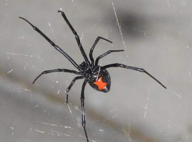 Опасные пауки. Волгоградская область в панике