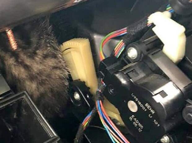 Котенок застрял Котенок в проводах