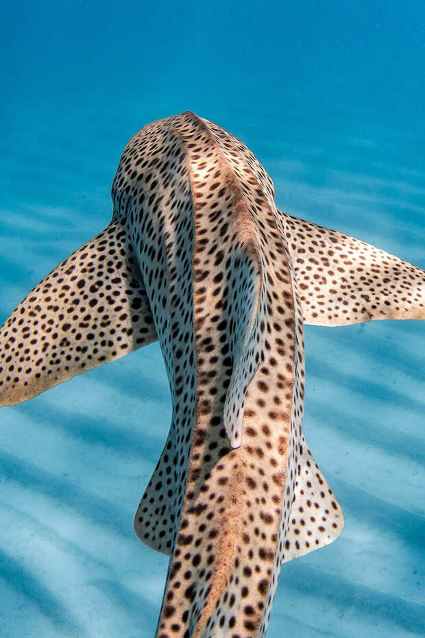 15 потрясающих фотографий подводного мира с международного конкурса
