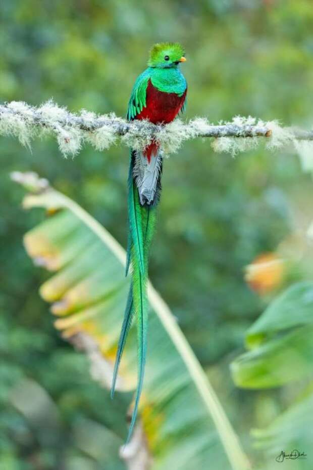 Кетсаль — красивейшая птица планеты