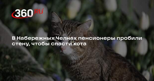 В Набережных Челнах пенсионеры пробили стену, чтобы спасти кота