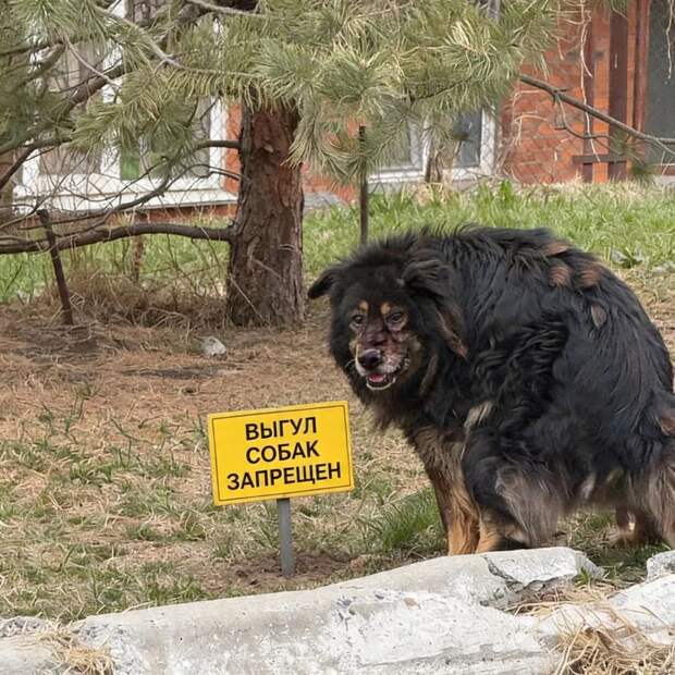 «Мы убираем мусор, а нас выгоняют!»: собачники Второй Речки во Владивостоке возмущены запретом на выгул питомцев