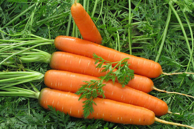 Картинки по запросу урожай моркови