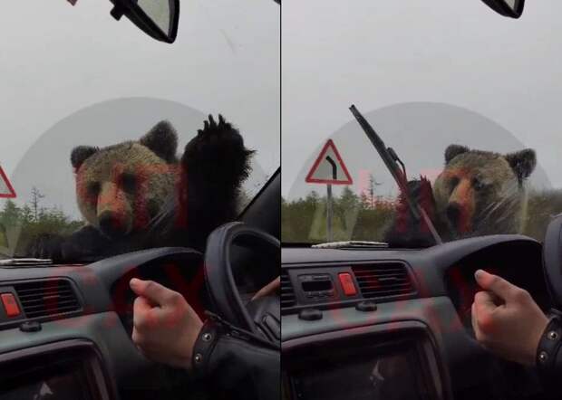 На Сахалине медведь напал на автомобиль с людьми и сломал дворник