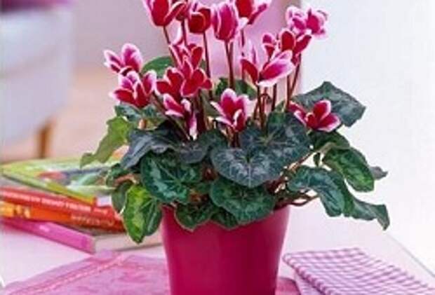 Цикламен – декоративный доктор