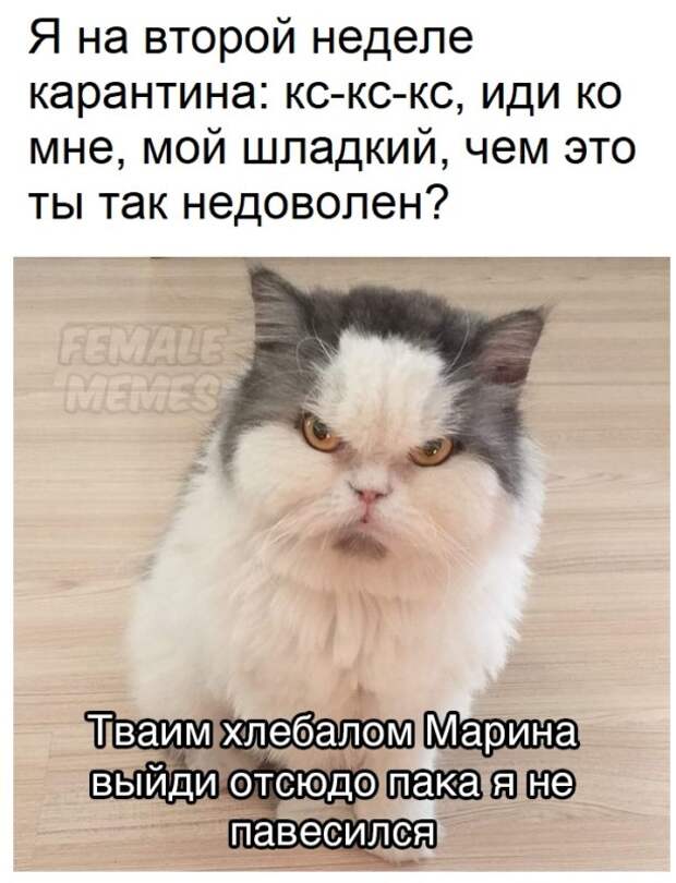 Животные устали от хозяев