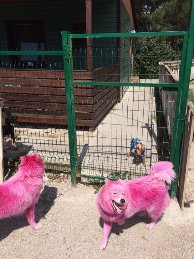 В Геленджике спасли двух самоедов, покрашенных в розовый цвет