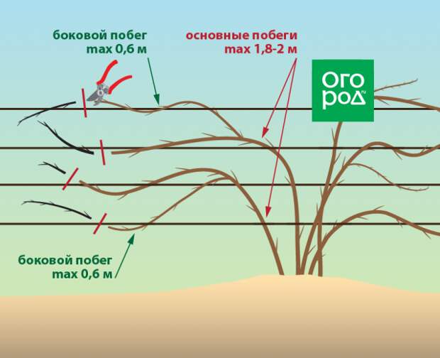 Обрезка ежевики