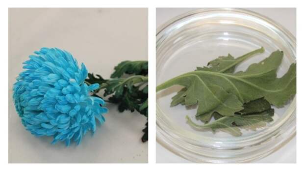 При фитосанитарном контроле на Алтае обнаружены зараженные цветы из Китая