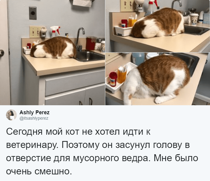 кот боится ветеринара кот прячется