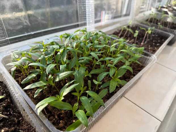 Сделайте рассаду крепкой перед высадкой: рецепт эффективной подкормки за 2 минуты