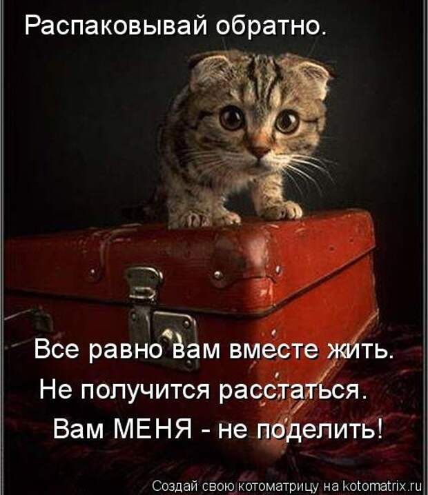 Свежая котоматрица (33 фото)