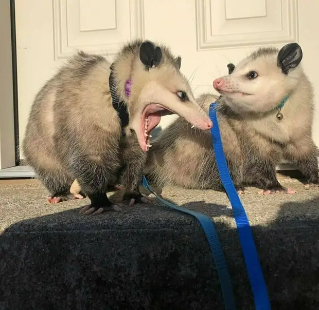 13 фото поссумов и опоссумов, которые покажут, что их все же сложно перепутать