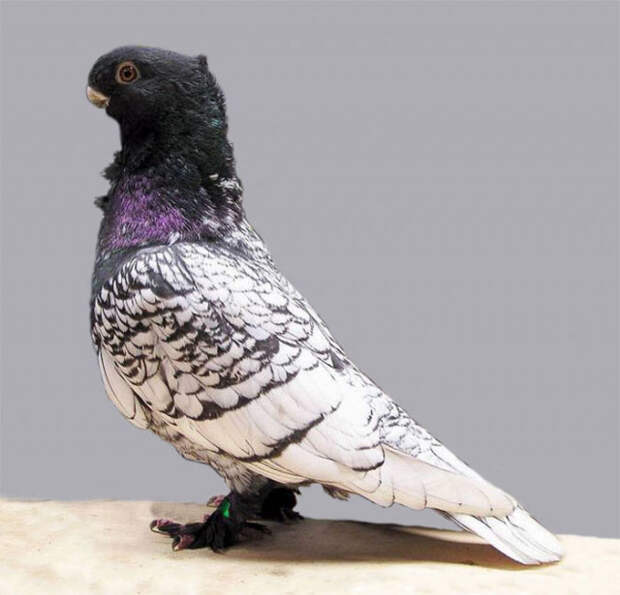 23 фотографии голубей, о существовании которых вы, скорее всего, даже не знали