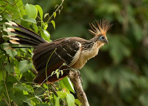Гоацин - самая странная птица на земле | Дикий Юг - природа Кубани | Яндекс Дзен