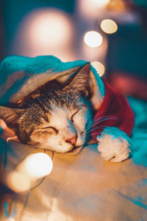 Шанхайец заработал почти два миллиона рублей на кормлении чужих кошек во время китайского Нового года