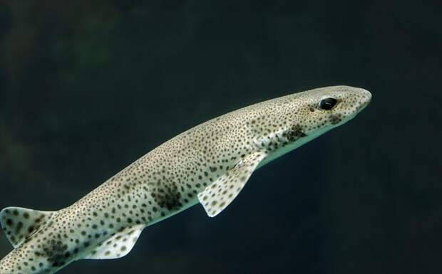 Нечего бояться? Почему акулы избегают Черного моря