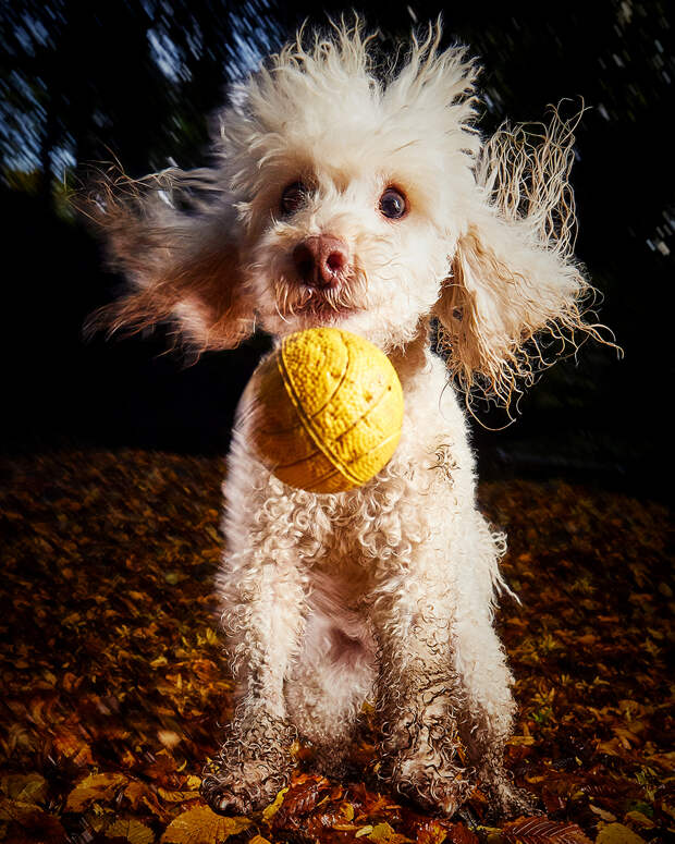 Финалисты фотоконкурса домашних животных Comedy Pet Photography Awards 2020