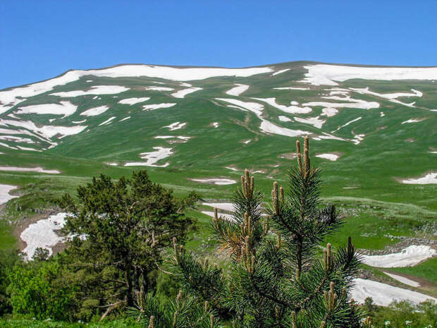 Альпийские луга Лагонаки в начале лета.