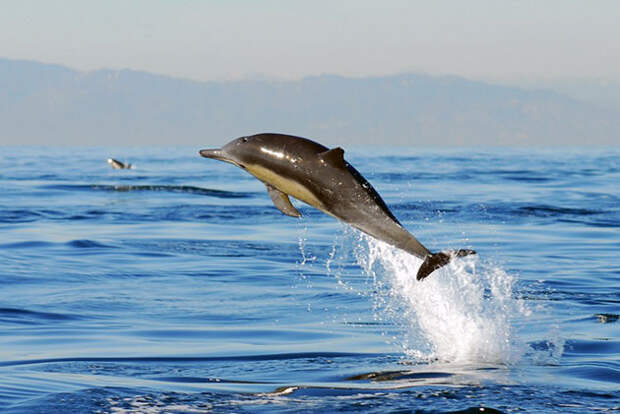 Беломордый дельфин обитает на территории Северной Атлантики от побережья Франции и до Баренцева моря