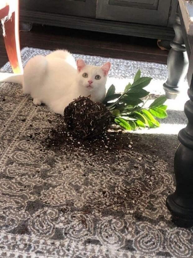 Снимки хвостатых хулиганов, которым наглости не занимать