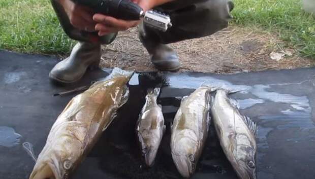 Чистится рыба на раз-два. /Фото: youtube.com. Чистится рыба на раз-два. /Фото: youtube.com.