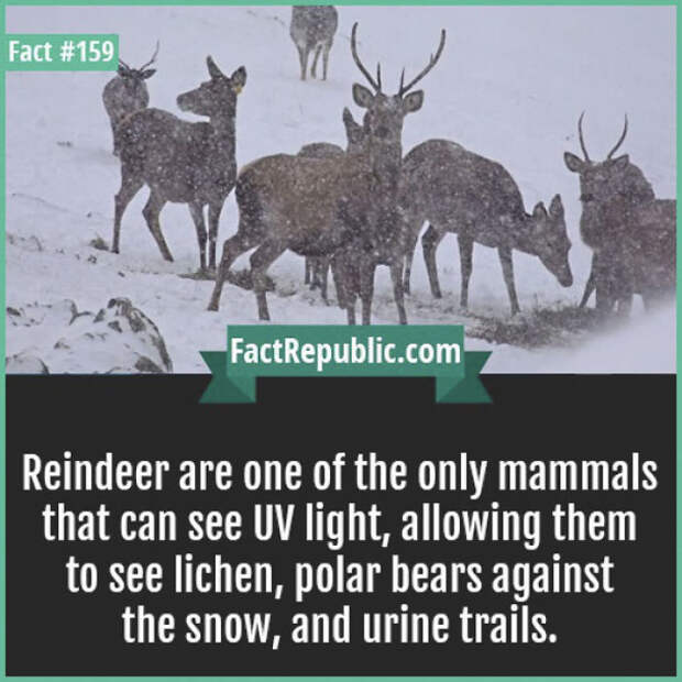 Rare-Everyday-Life-Facts-Republic