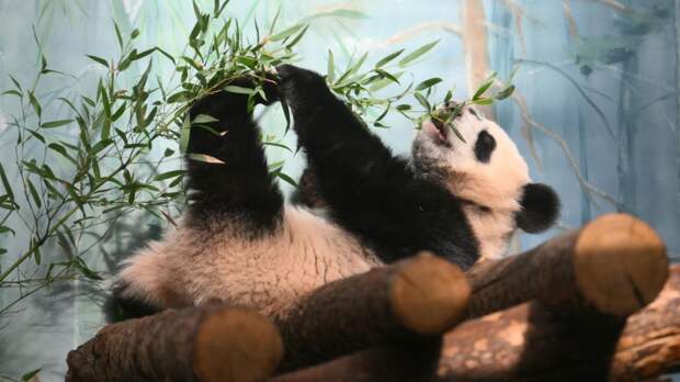 В Московском зоопарке приступили к строительству нового вольера для панд