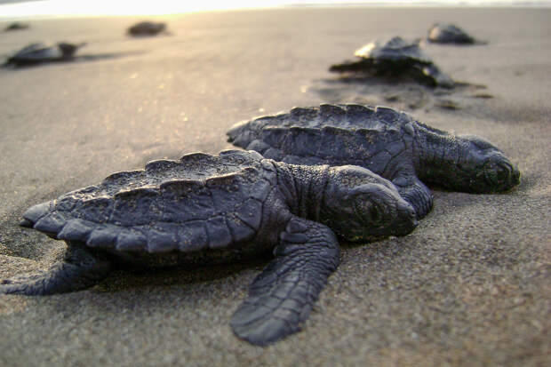 Kemp's Ridley Sea Turtle | Chesapeake Bay Program