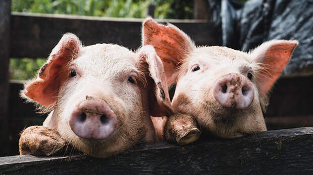 «Отредактированные» животные: зачем в США разрешили выращивать генно-модифицированных свиней