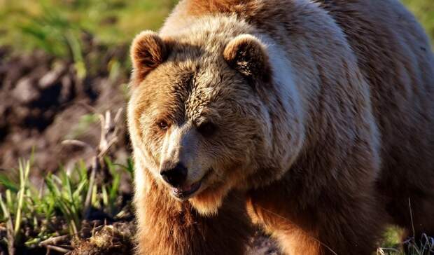 В Глазовском районе Удмуртии жители встретили медведей