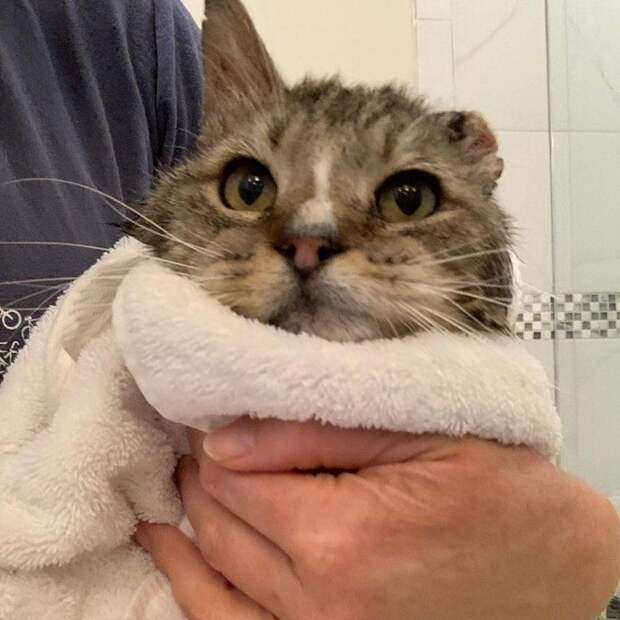 Кот на руках Кот в полотенце