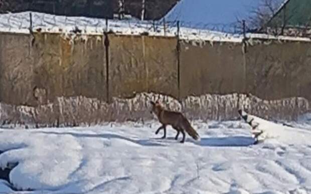 Бесстрашные лисы в Сапожке губят кур и кошек