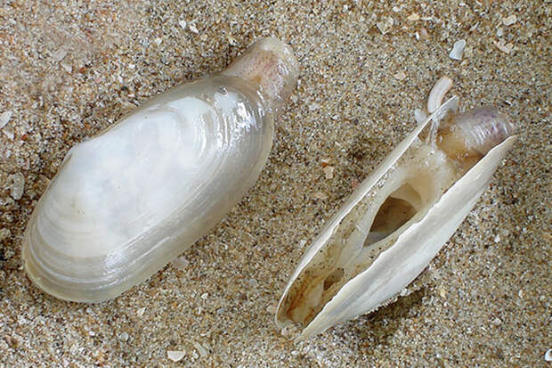 На берег вынесло множество жутких существ