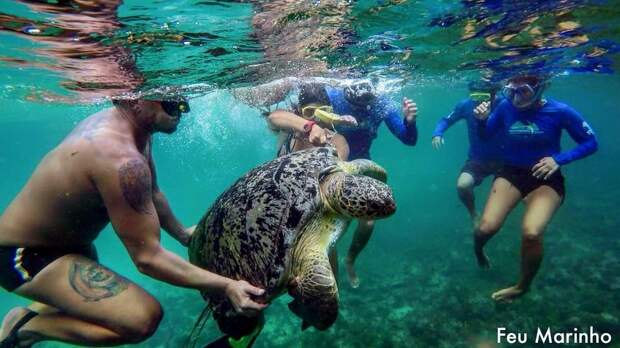 Как спасали морскую черепаху с крюком в шее
