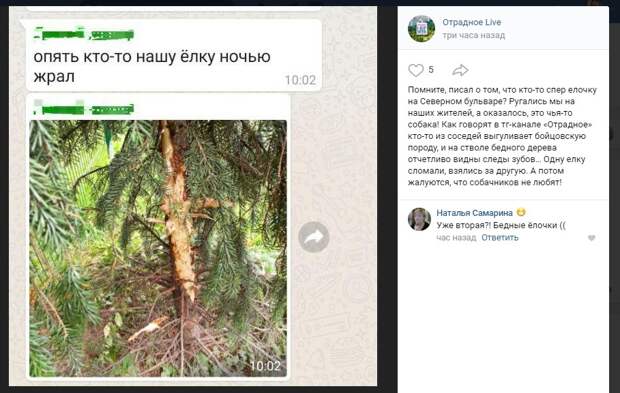 Фото дня: в Отрадном кто-то точит зуб на елки