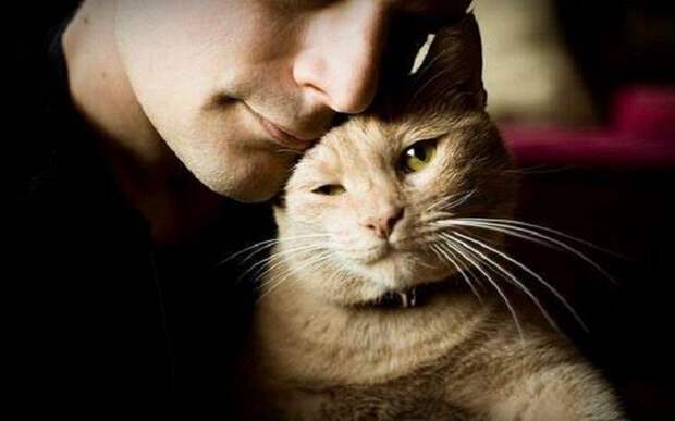 Почему ученые считают, что у каждого мужчины должна быть кошка