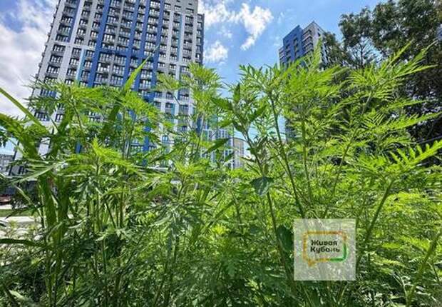 Чтобы не страдать: как кубанцам защитить себя от аллергии дома. Несколько простых и действенных правил