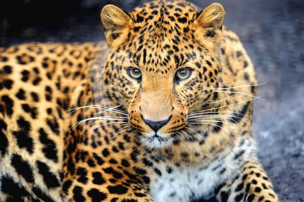 Дальневосточный леопард - 57 особей. Причины исчезновения - браконьерство, охотничьи силки, а также оленеводы, которые защищают свои стада от нападений хищника. животные, исчезающие, прирорда, фауна