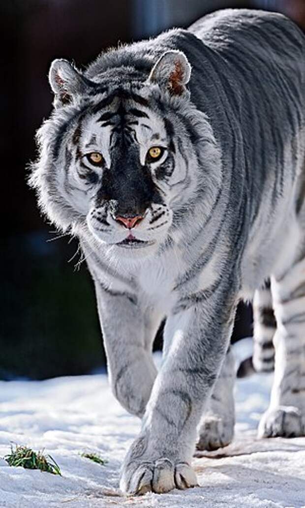 Biology:Maltese tiger - HandWiki