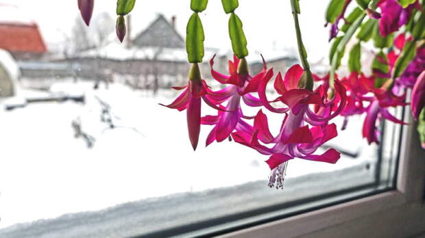 Новогодние комнатные растения: 5 цветков, которые украсят квартиру в праздник