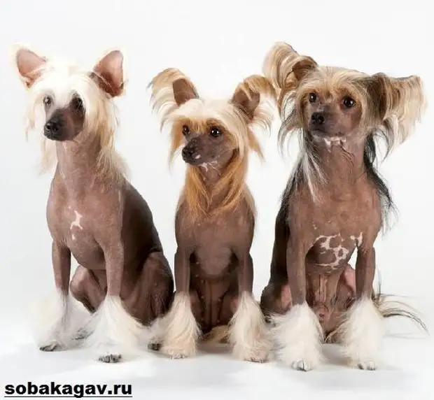 Китайская хохлатая собака. Описание, особенности, уход и цена китайской хохлатой