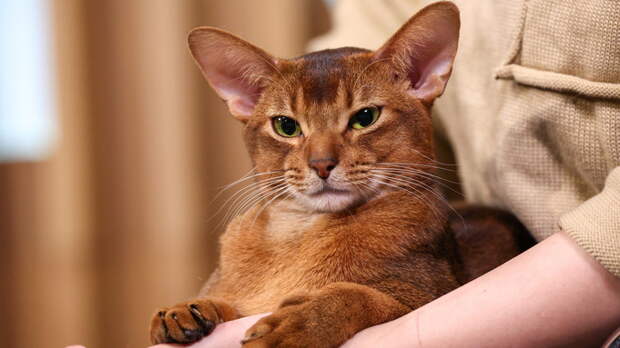 Настоящая звезда. Как выглядит кот из России, который стал самым красивым в мире