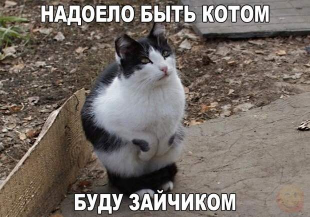 Реально смешные картинки с надписями для поднятия настроения!