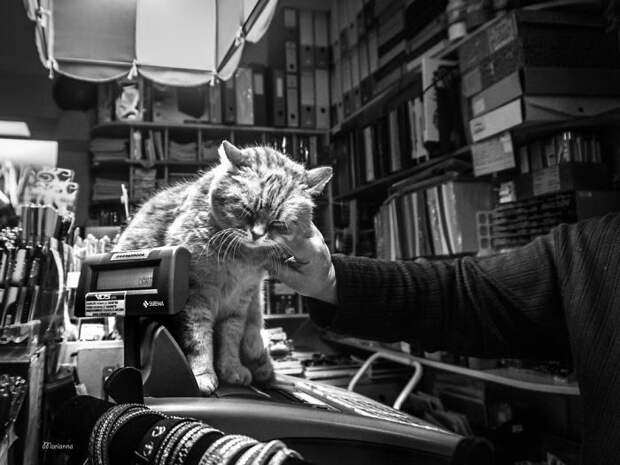 Счастливые кошки в фотографиях Marianna Zampieri