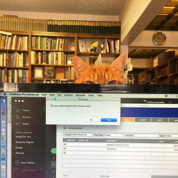 У кошек тоже есть работа: